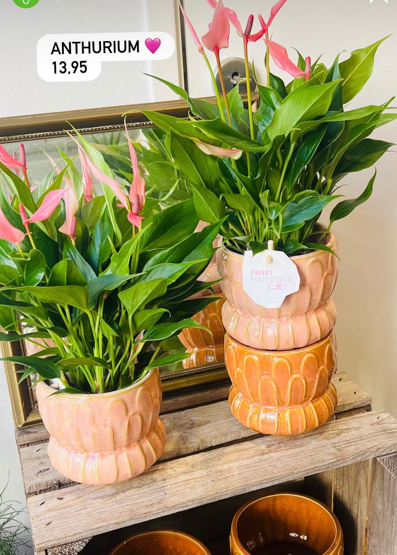Kamerplant Anthurium Lilly licht roze