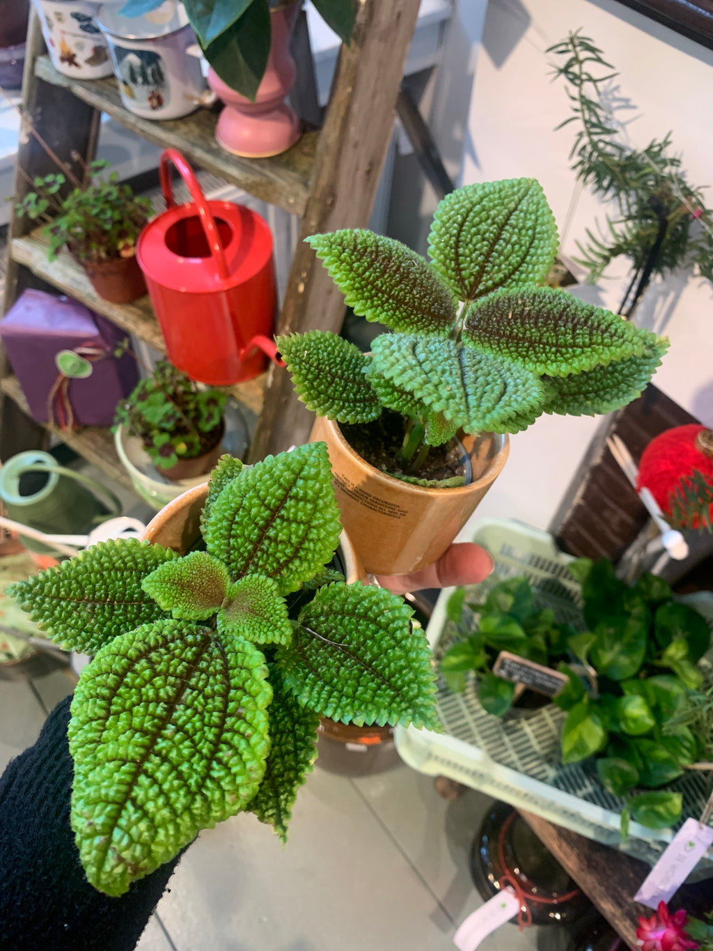 Kamerplant Pilea (vriendschap plantje)