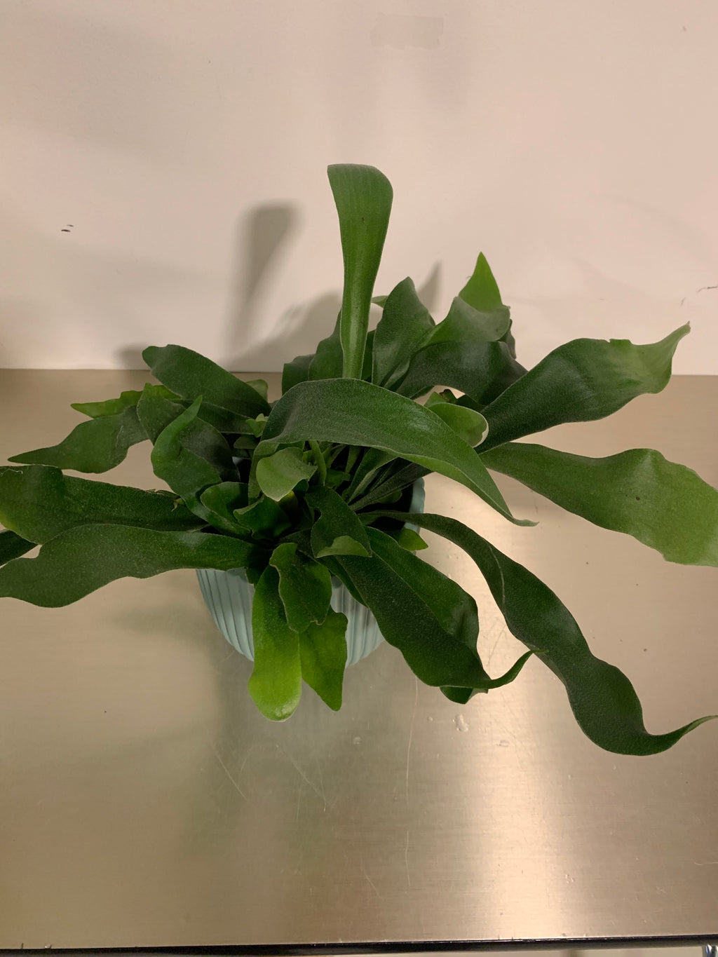 Kamerplant Hertshoorn