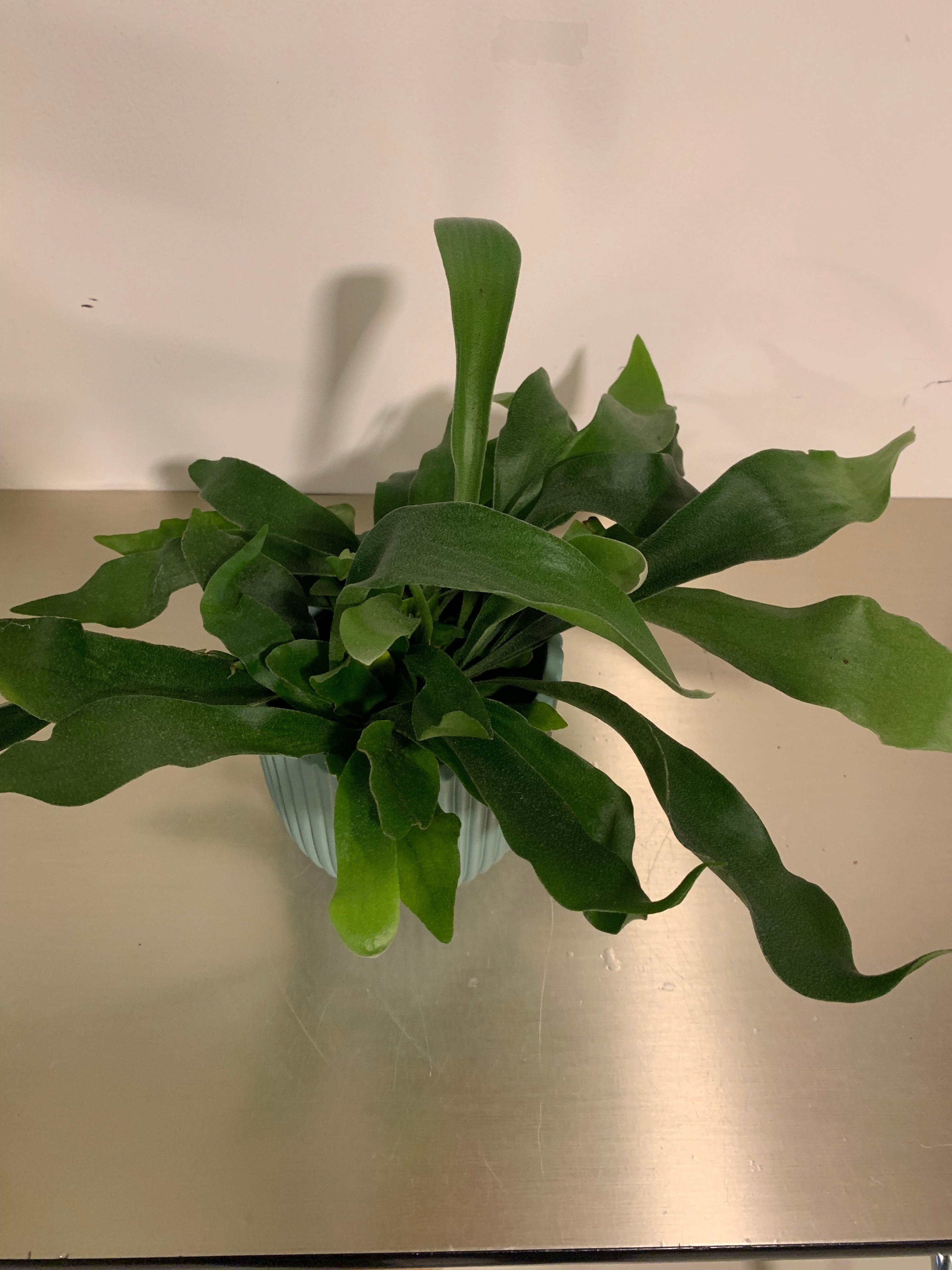 Kamerplant Hertshoorn