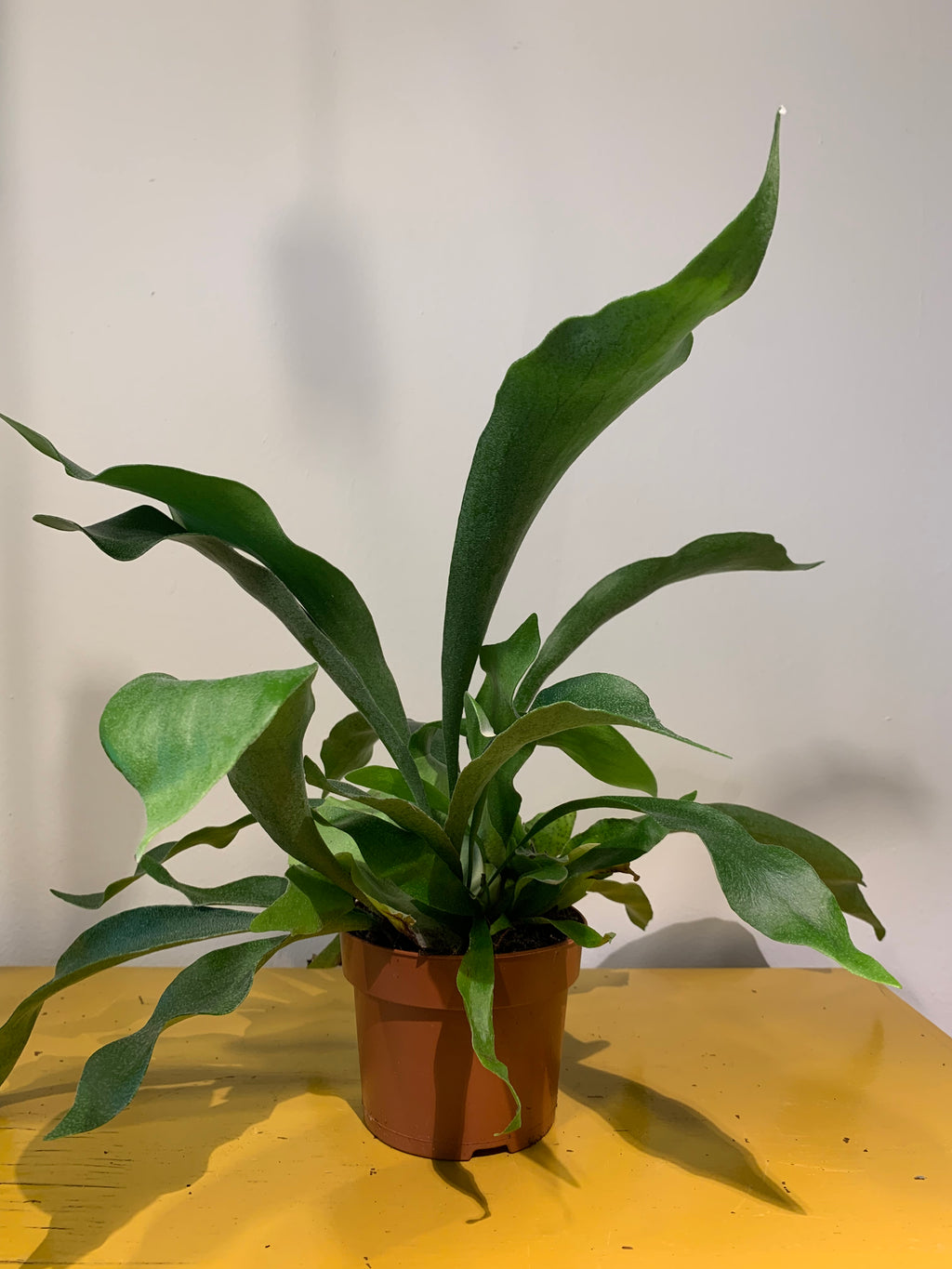 Kamerplant Hertshoorn