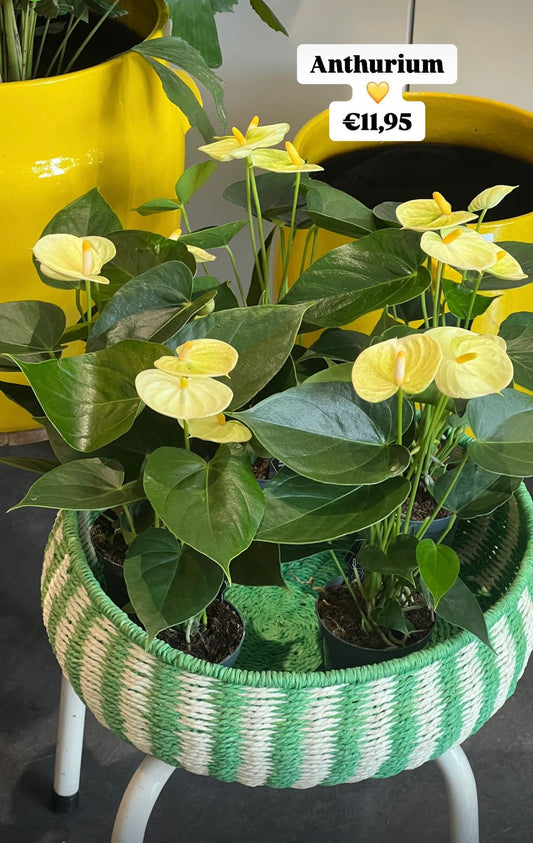 Kamerplant Anthurium licht geel