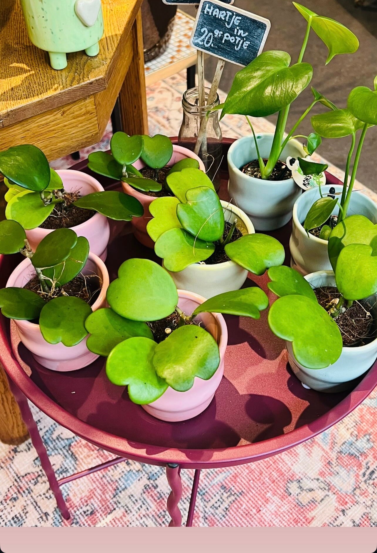 Kamerplant Hoya hartjes