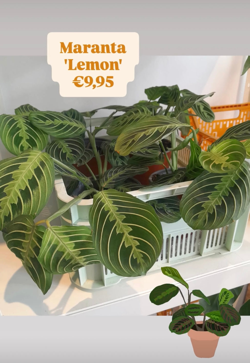 Kamerplant Maranta leuconeura Fascinator