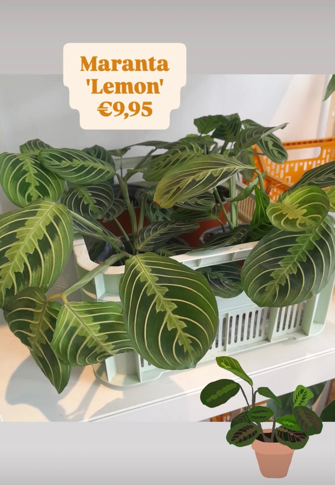 Kamerplant Maranta leuconeura Fascinator