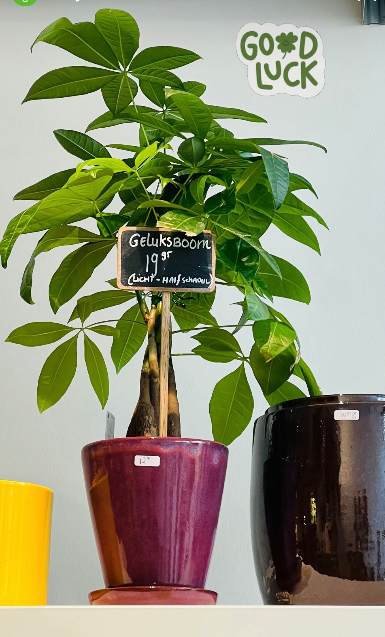 Kamerplant Pachira (Geluksplant)