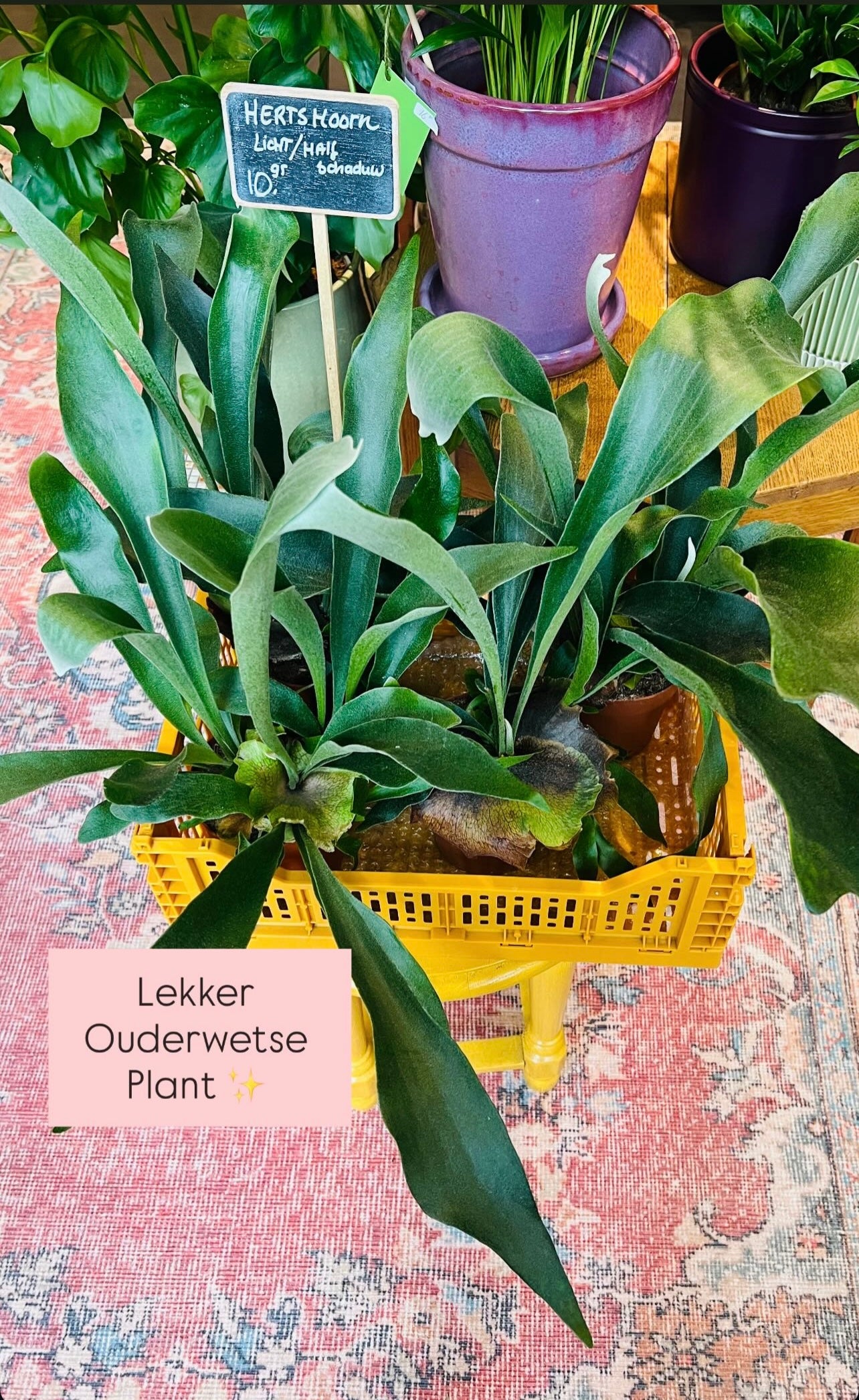 Kamerplant Hertshoorn