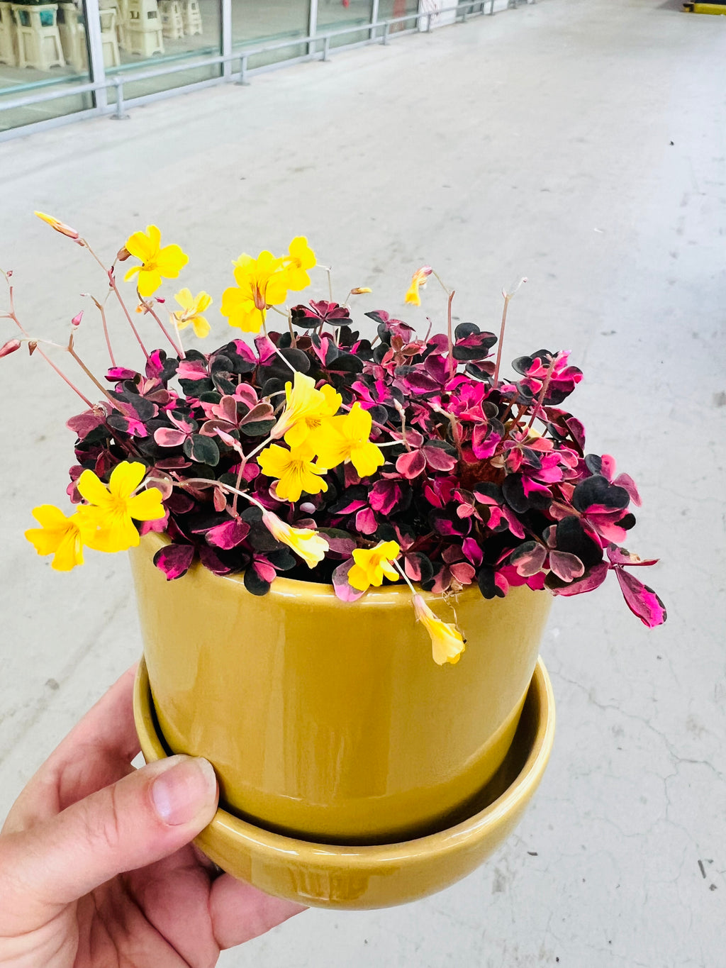 Bloempot mosterdgeel met vaste schotel S