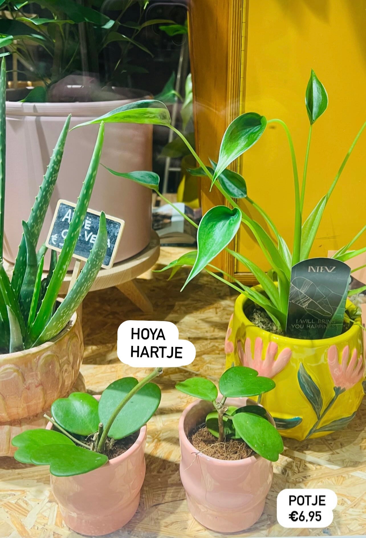 Kamerplant Hoya hartjes