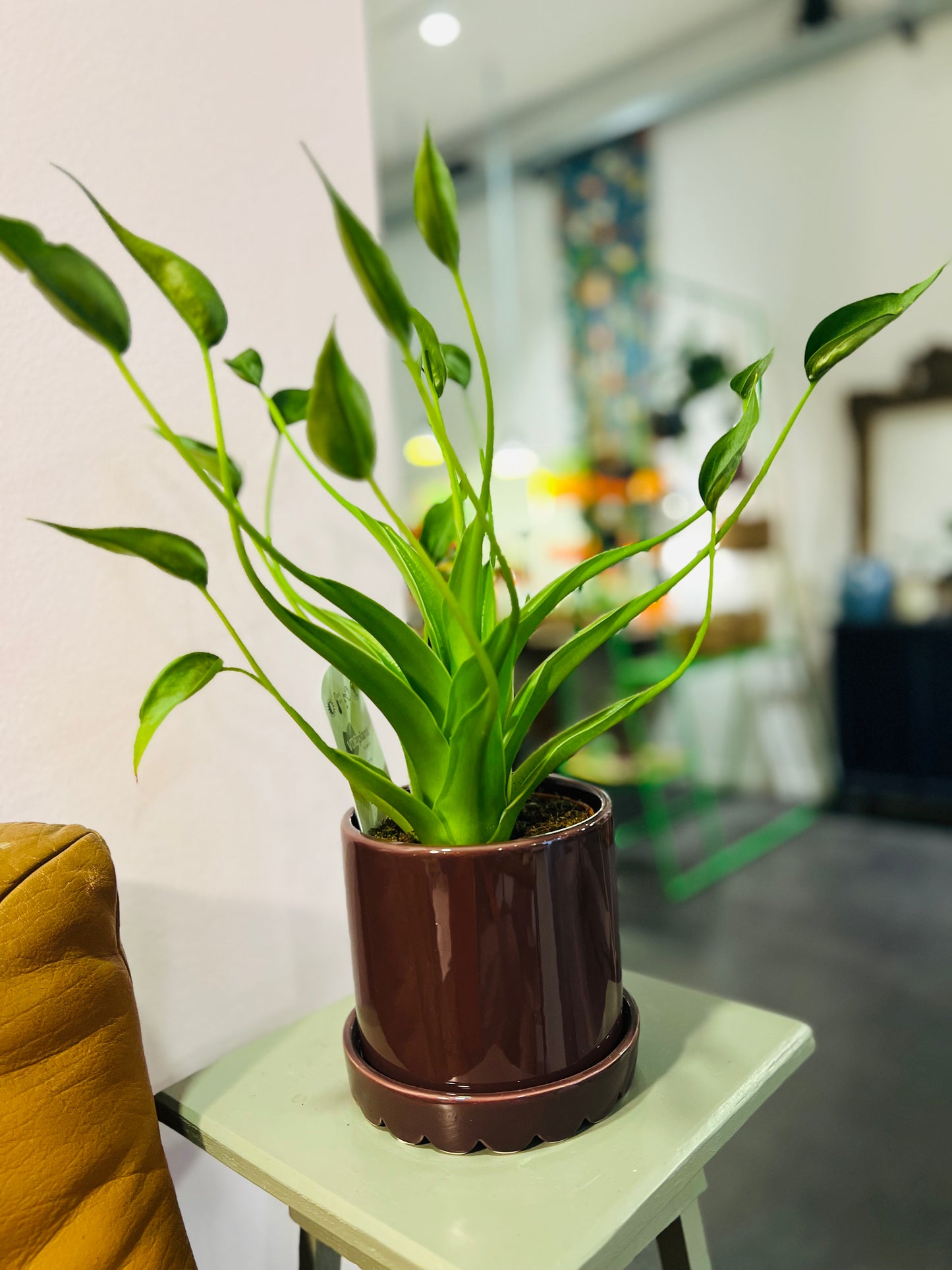 Bloempot aubergine