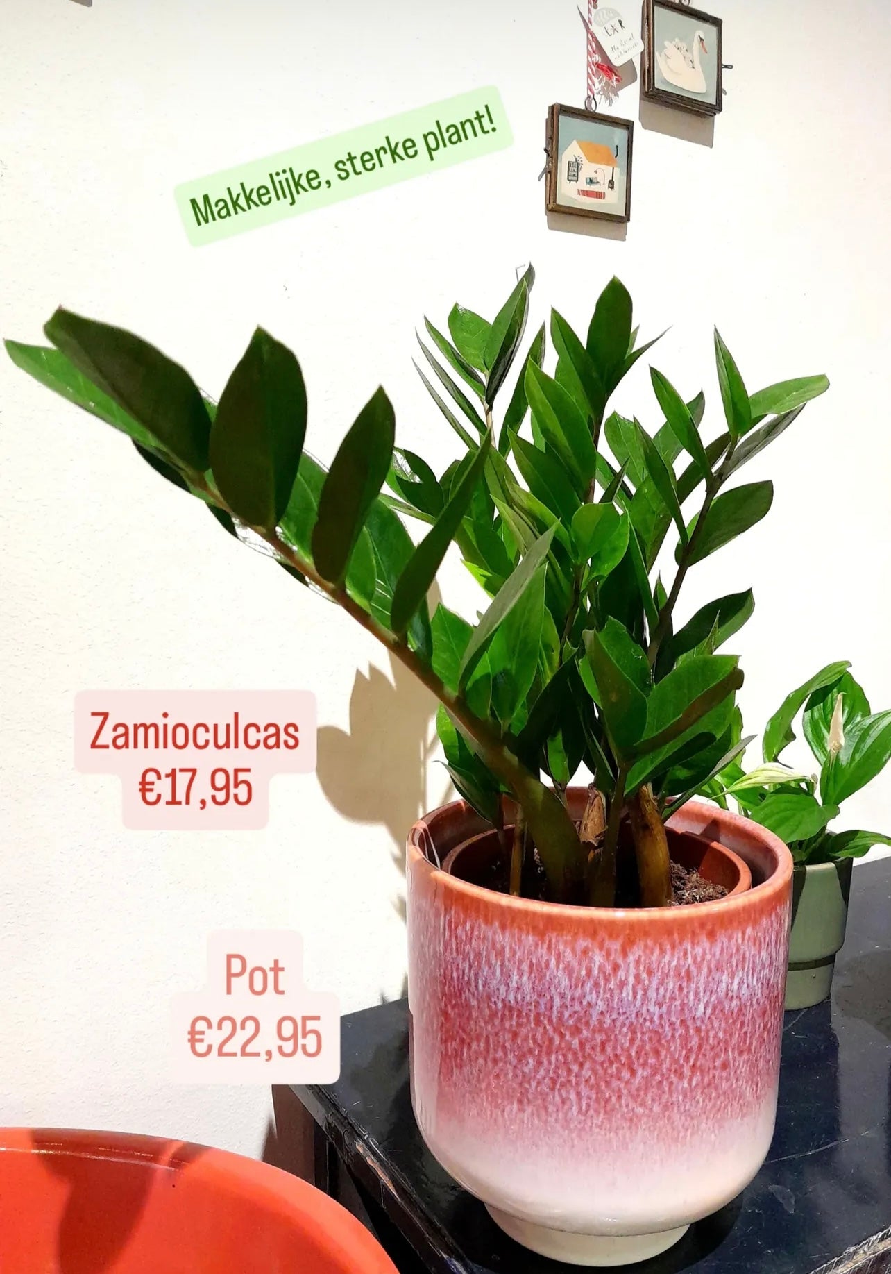 Kamerplant Zamioculcas