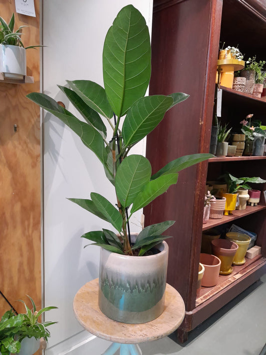 Kamerplant Ficus Benghalensis