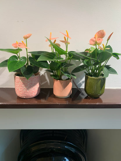 Kamerplant Anthurium roze