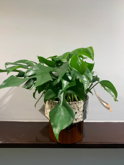 Kamerplant Monstera minima ( Gatenplant)