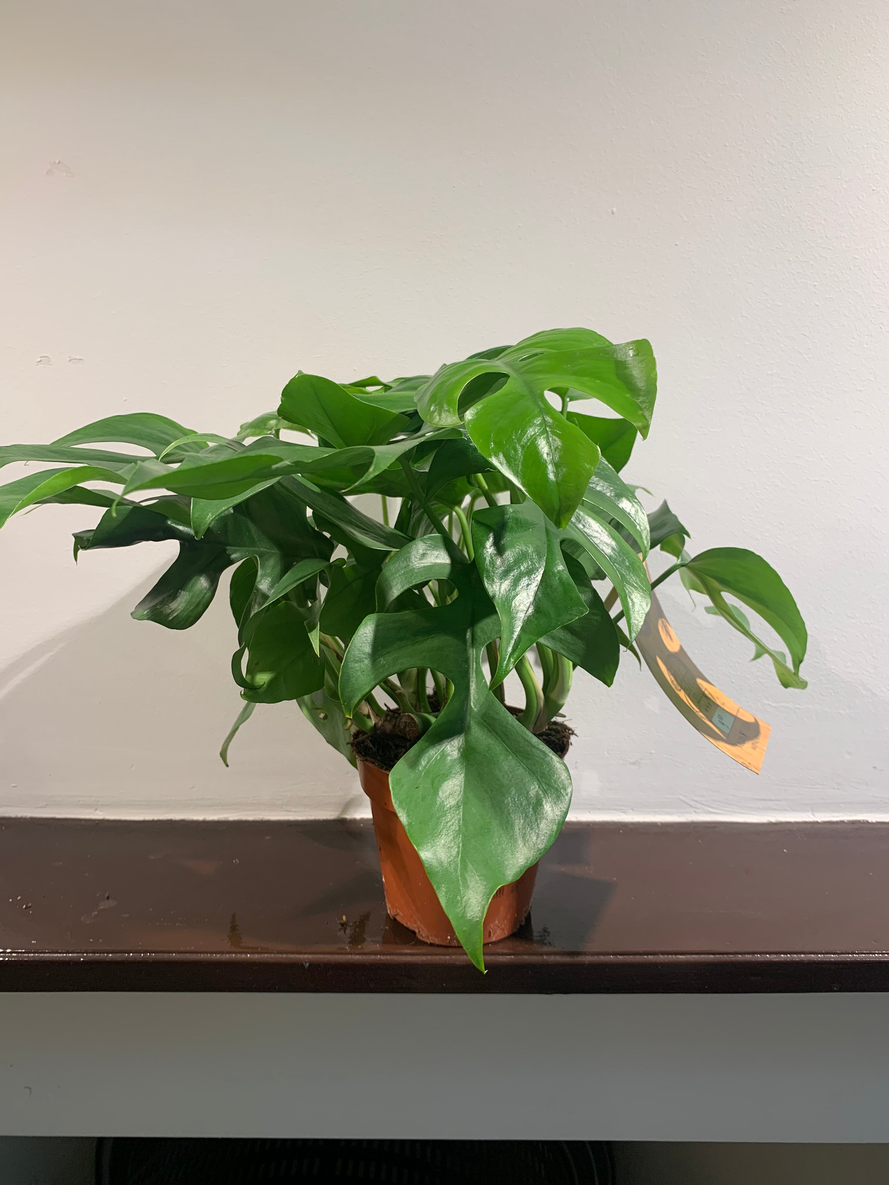Kamerplant Monstera minima ( Gatenplant)