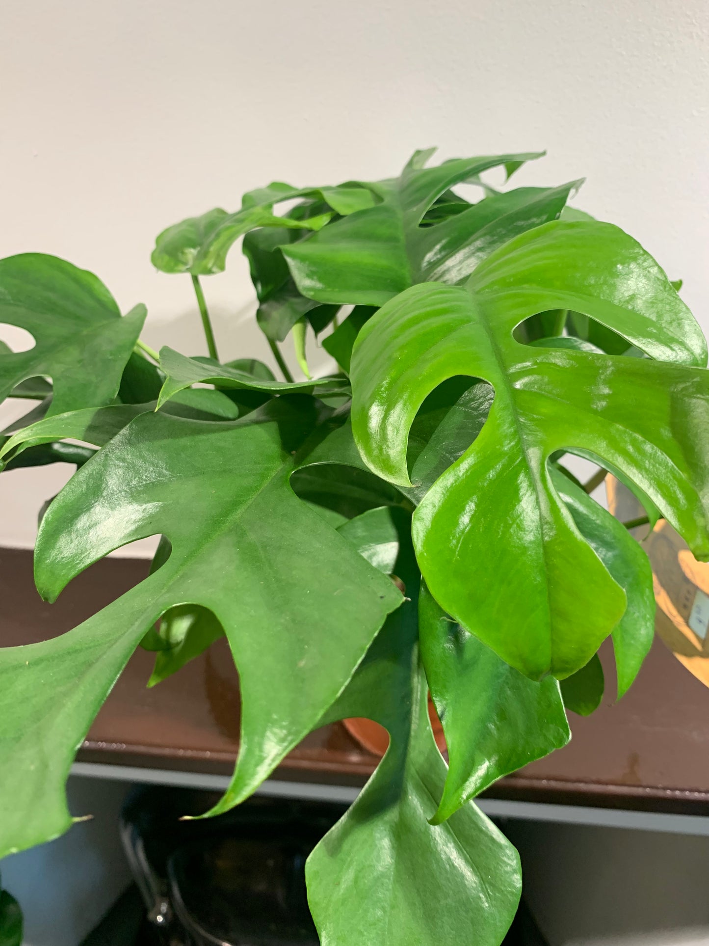 Kamerplant Monstera minima ( Gatenplant)