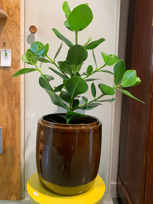 Kamerplant Clusia