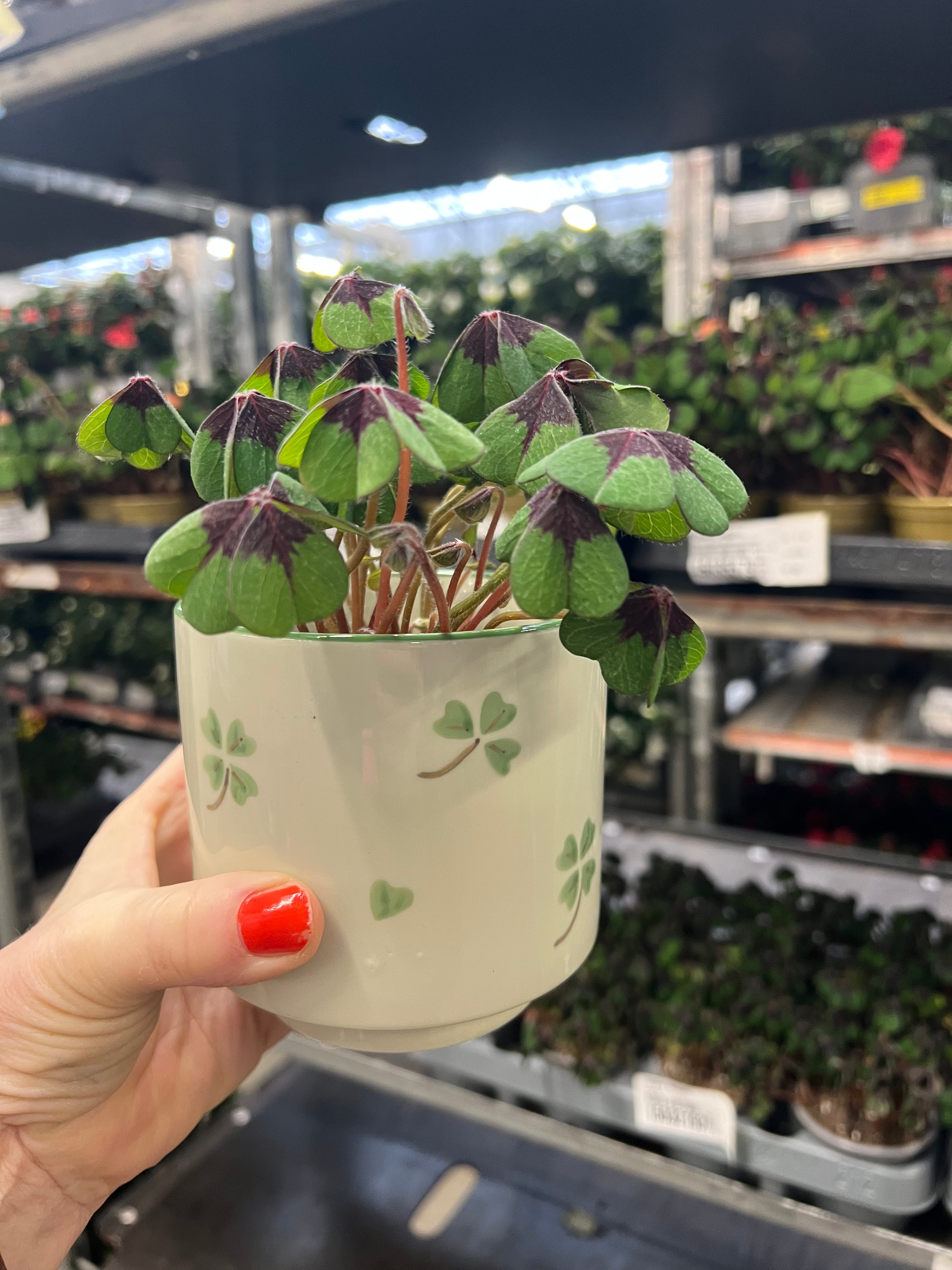 Bloempot beige met groene klavertjes