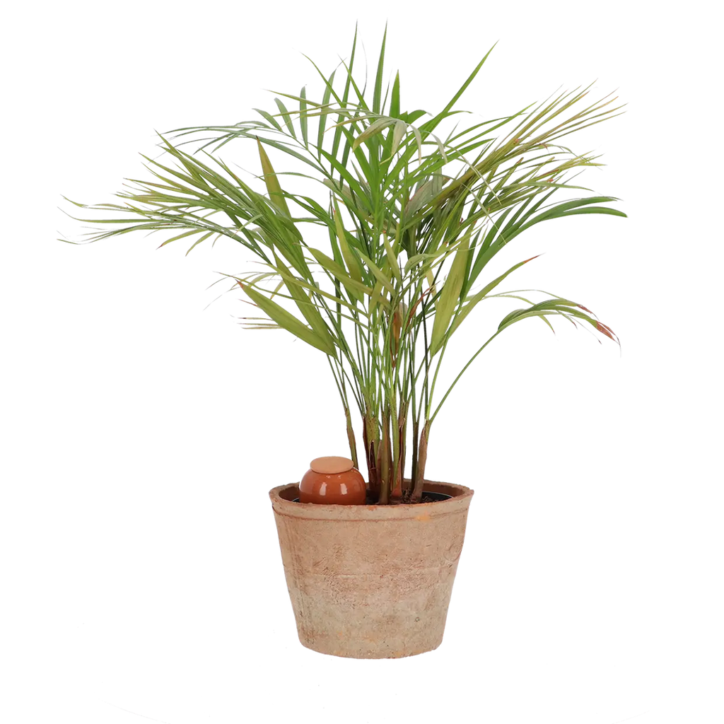 Olla voor kamerplanten