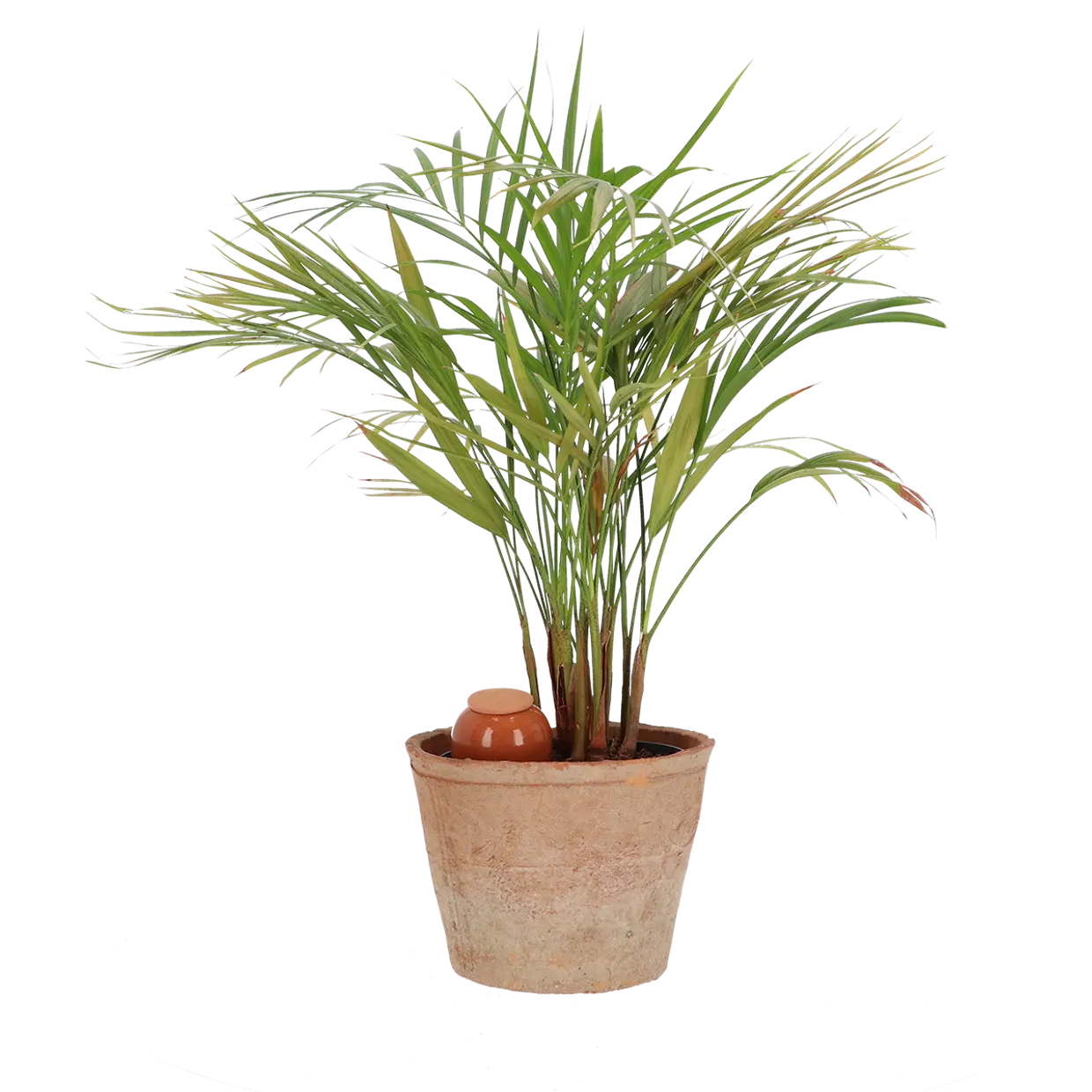 Olla voor kamerplanten