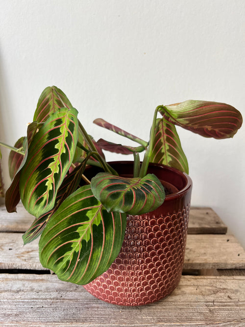 Bloempot Bordeaux rood
