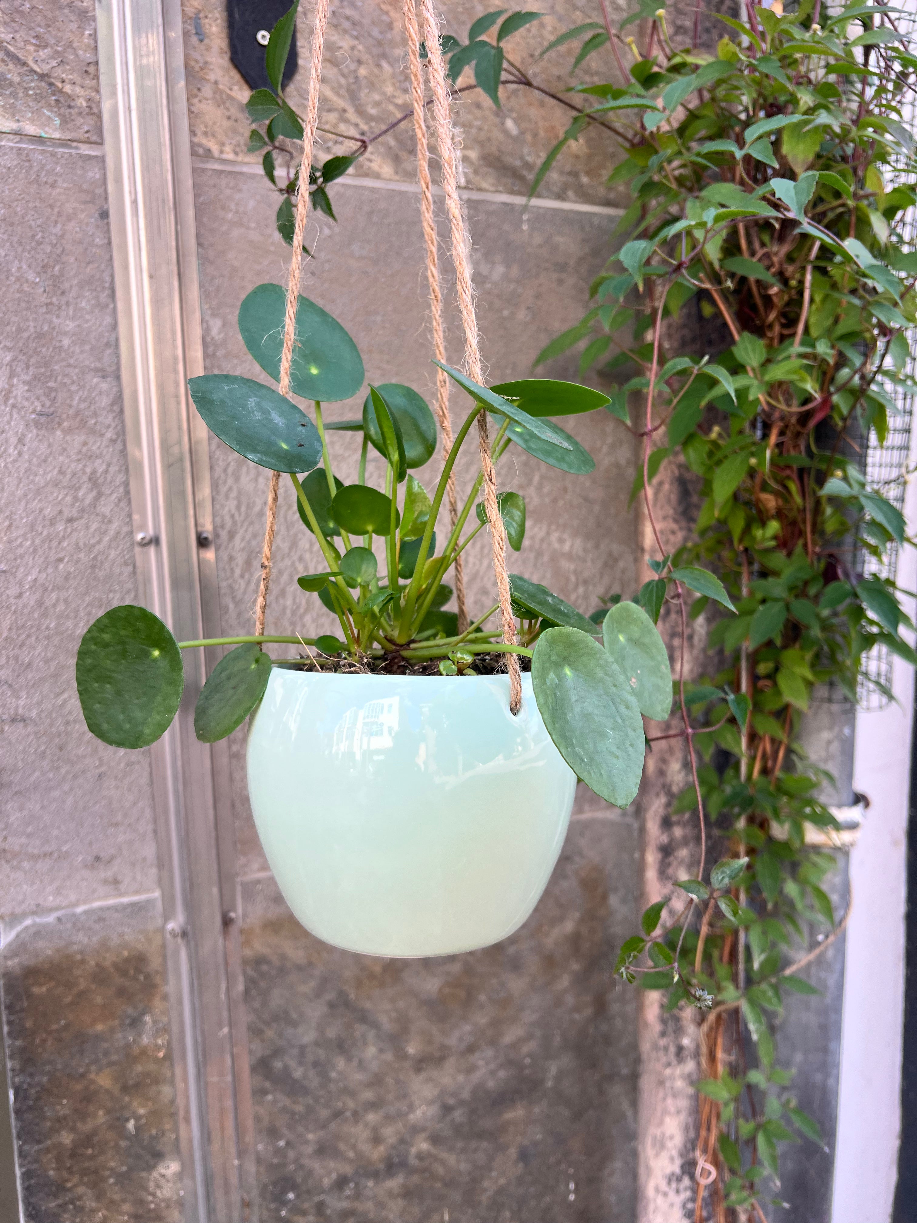 Hangpot groen