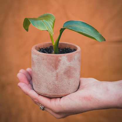 Grow your ownn kweekset Strelitzia