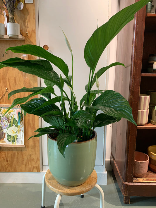 Kamerplant Spathiphyllum (Lepelplant)