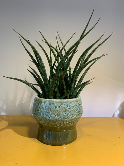 Kamerplant Sansevieria