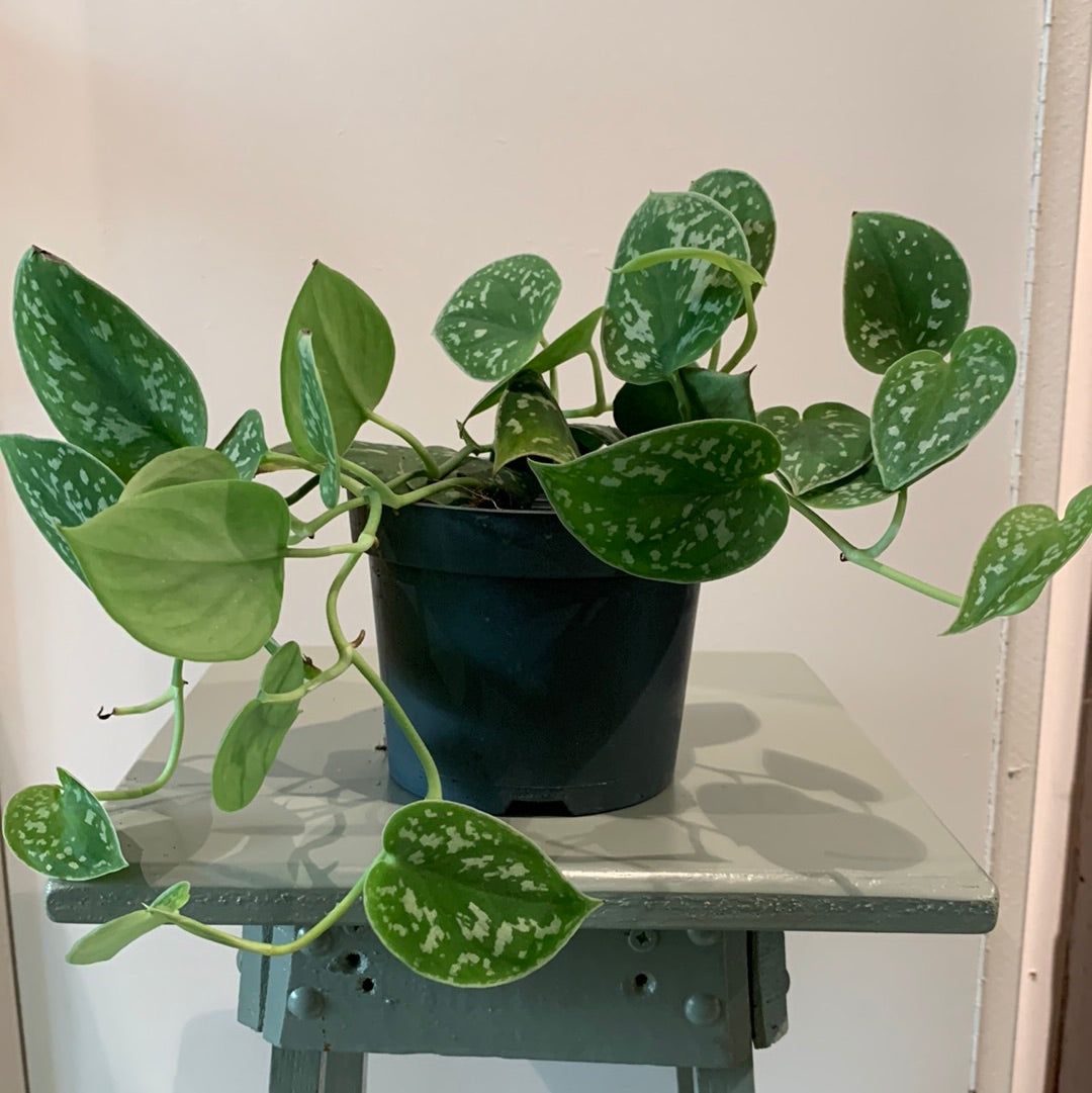 Kamerplant Scindapsus