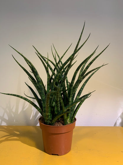 Kamerplant Sansevieria