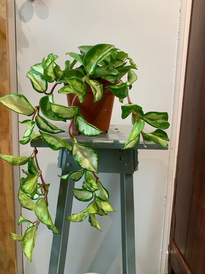 Kamerplant Hoya carnosa tricolor