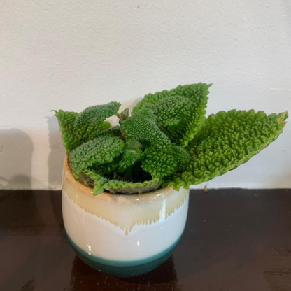 Kamerplant Pilea (vriendschap plantje)