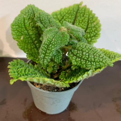 Kamerplant Pilea (vriendschap plantje)