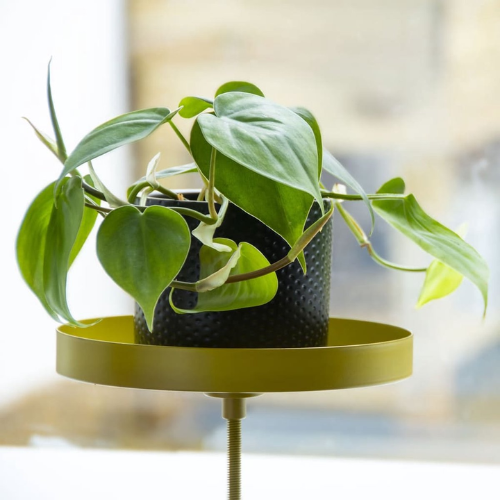Esschert Design Vensterbank klem maat S goud/geel of groen