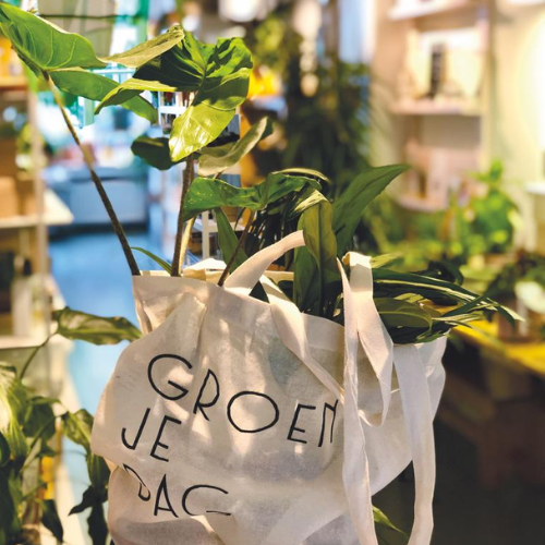 Verras tas vol kamerplanten met pot