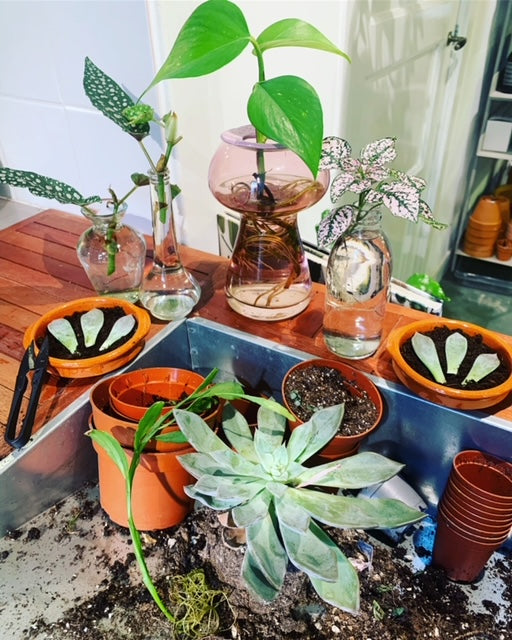 Workshop Stek je Plant - nieuwe datum volgt